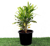 Croton Banana Yellow Plant "Indoor & Outdoor" 6ltr pot