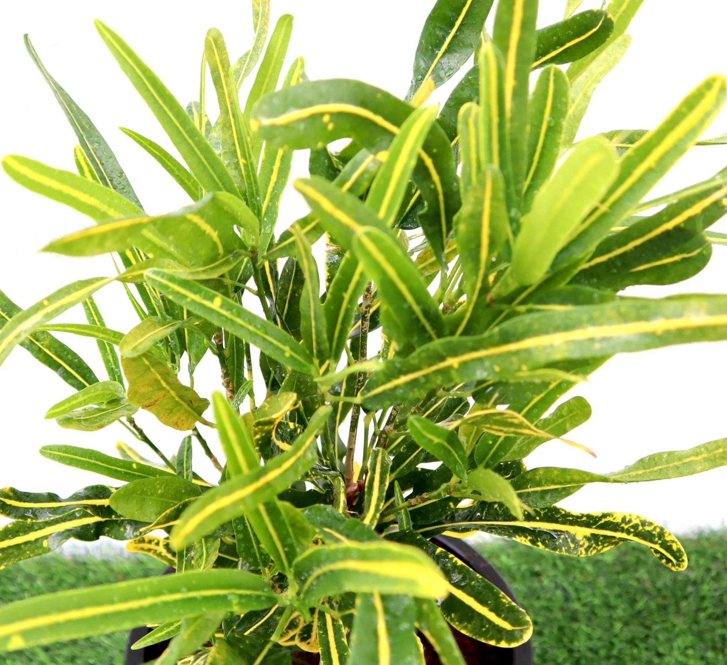 Croton Banana Yellow Plant "Indoor & Outdoor" 6ltr pot