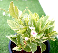Eranthemum Variegated "Pseuderanthemum" 6Ltr pot