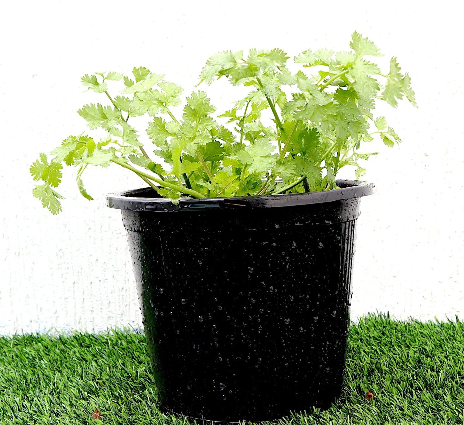 Coriander Vegetable Herb Organic Plant "6ltr pot"