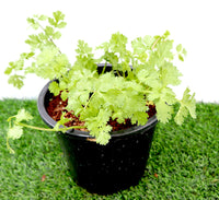 Coriander Vegetable Herb Organic Plant "6ltr pot"