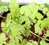 Coriander Vegetable Herb Organic Plant "6ltr pot"