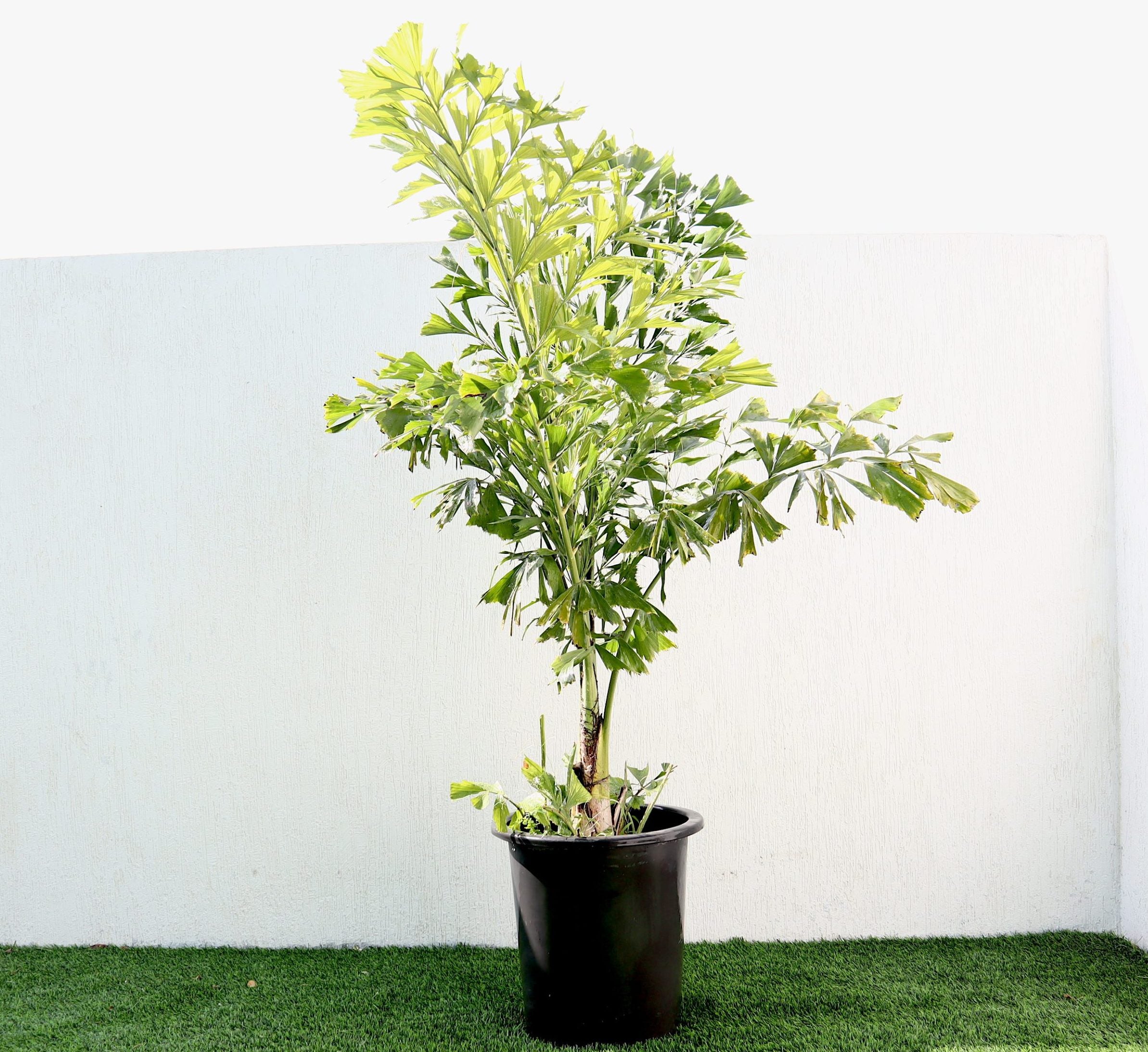 Caryota mitis "Fishtail palm" نخيل ذيل السمكة