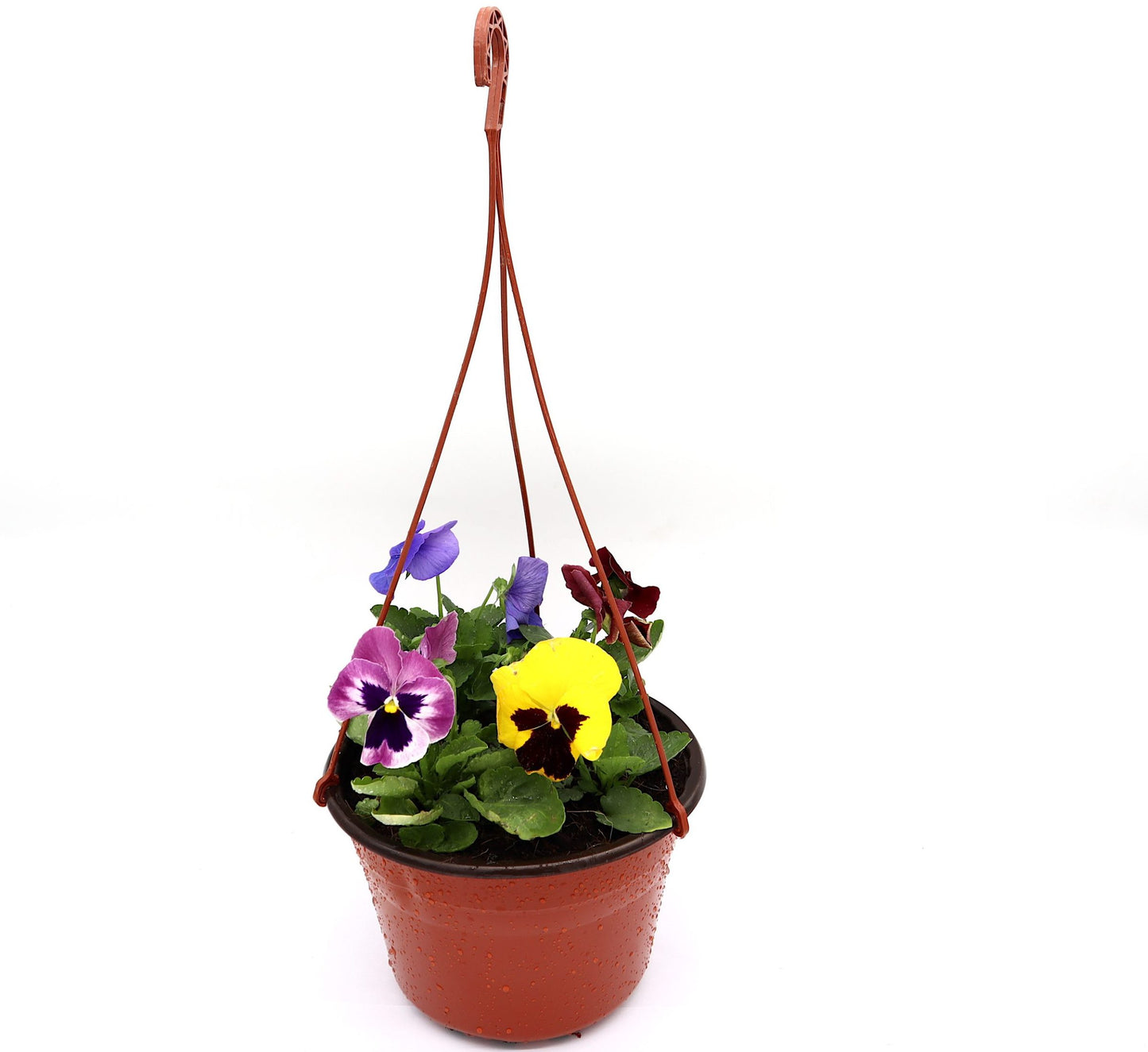Pansy "Hanging" Mix flowers