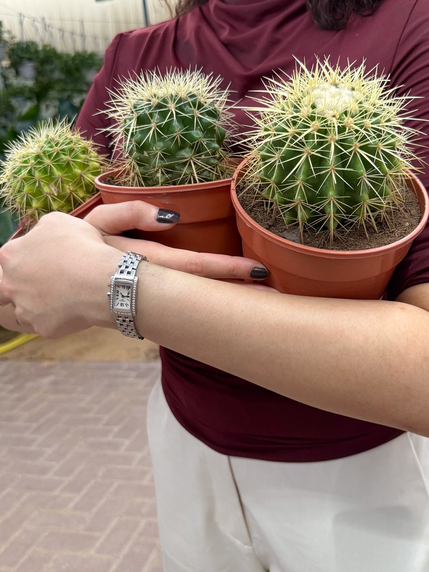 Golden Barrel Cactus Set of 3