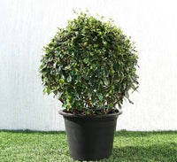 Ehretia microphylla or Fukien Tea Tree "Ball" 20-50cm Dia