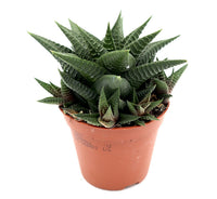 Haworthia fasciata "Big Band or Zebra Cactus" 10-15cm