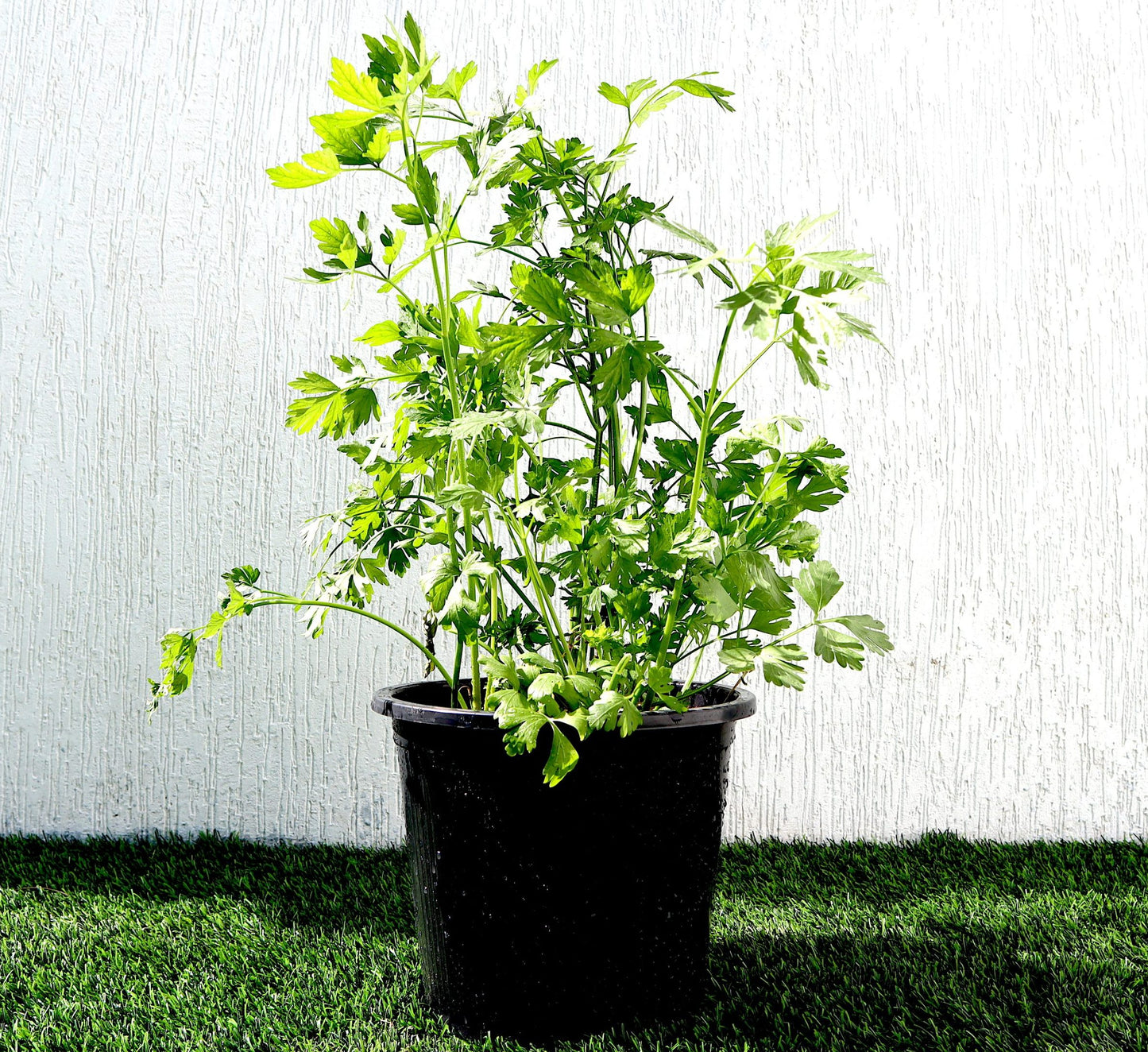 Parsley Vegetable Herb Plant "Organic" 6ltr Pot