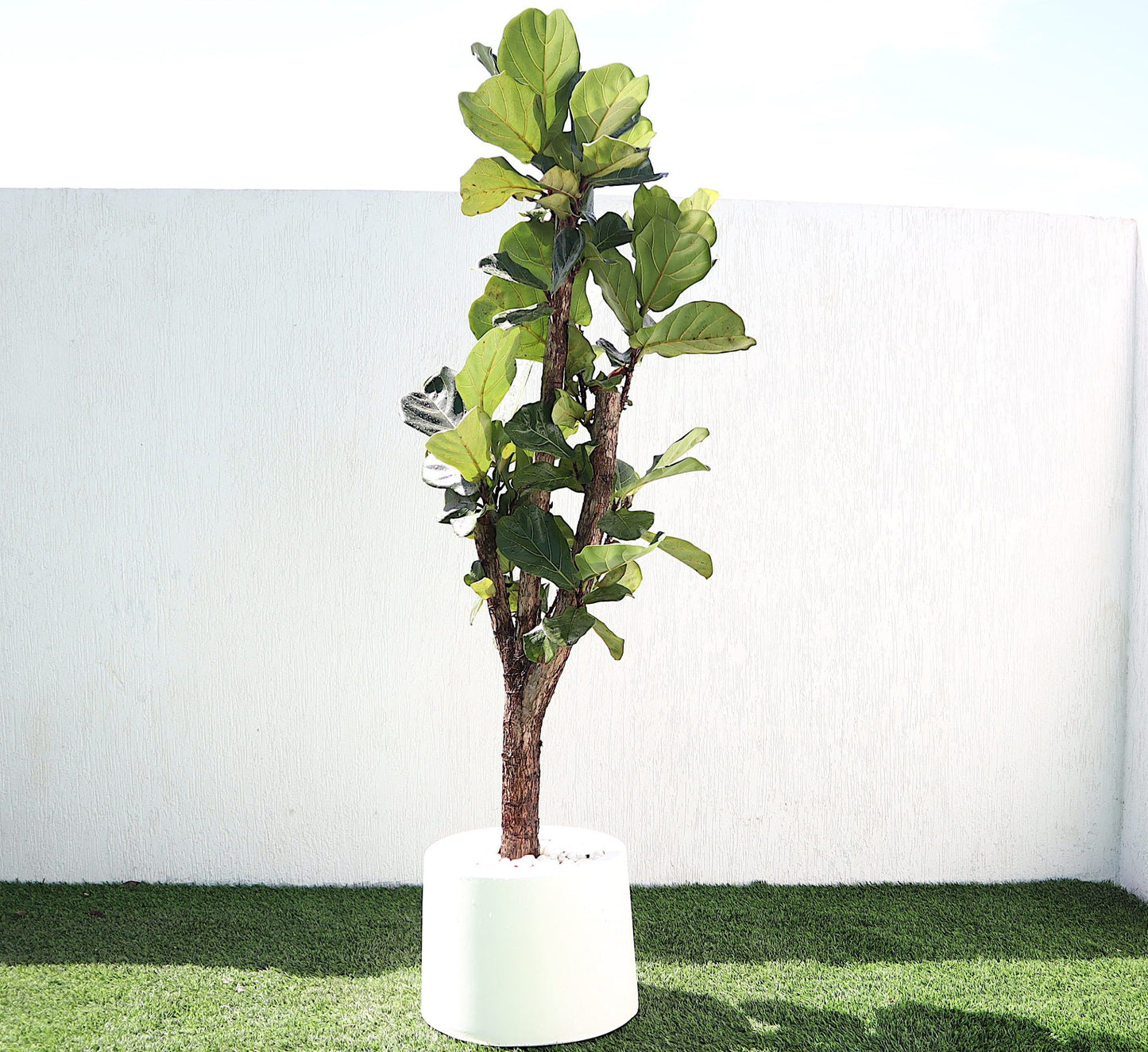 Ficus Lyrata Branched “Fiddle Leaf Fig” 1.2-1.5m