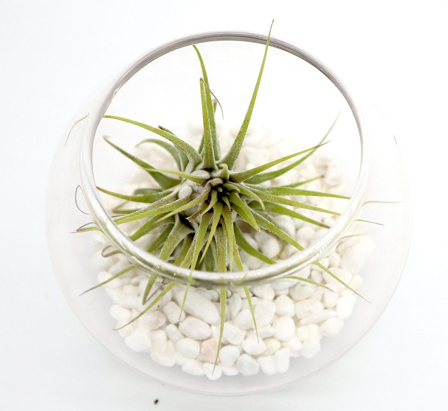 Air Plants Tillandsia Assorted in Transparent pot "Terrarium" 3-4cm