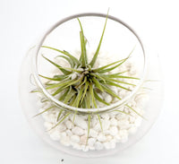 Air Plants Tillandsia Assorted in Transparent pot "Terrarium" 3-4cm