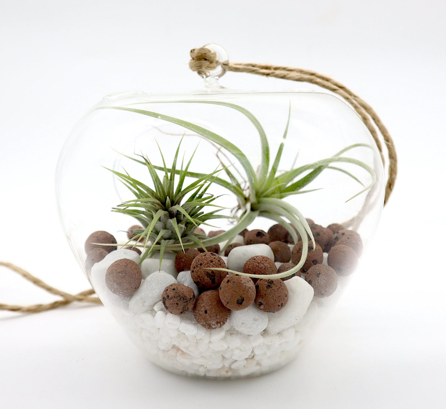 Air Plants Tillandsia Assorted in Hanging Transparent pot "Terrarium" 4-10cm