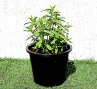 Habak Desert Mint "Mentha longifolia" Vegetable Herb Plant 6ltr Pot