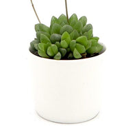 Haworthia Cooperi "Window Haworthia" 4-6cm (Mini succulents)