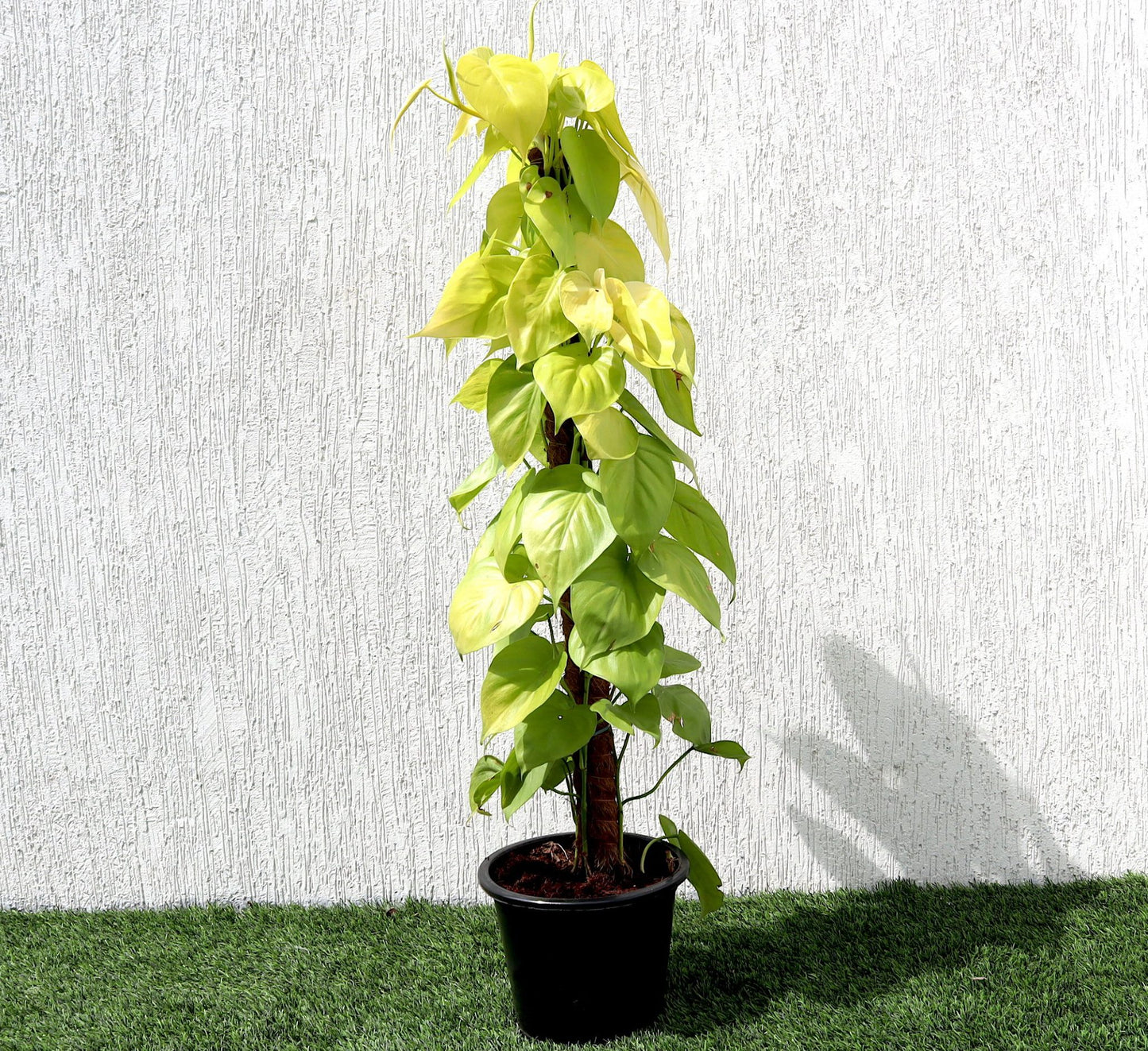 Scindapsus Golden "Golden Money Plant" 80-90cm