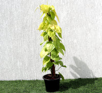 Scindapsus Golden "Golden Money Plant" 80-90cm