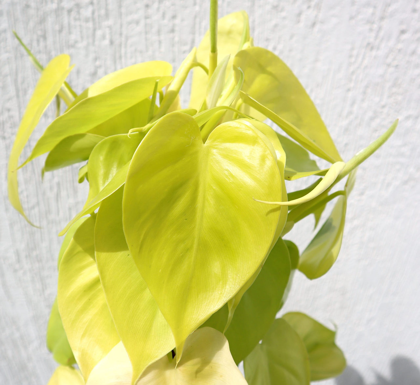 Scindapsus Golden "Golden Money Plant" 80-90cm