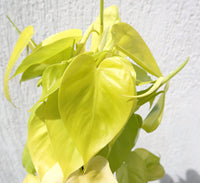 Scindapsus Golden "Golden Money Plant" 80-90cm