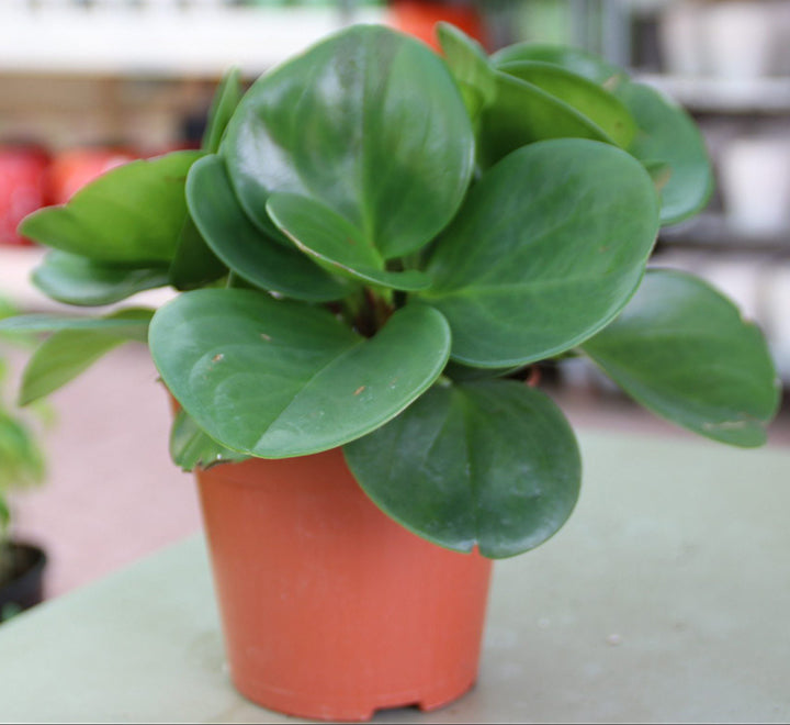Peperomia obtusifolia, Baby Rubber Plant or Pepper face 10 – 15cm