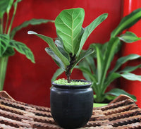 Ficus lyrata or Fiddle leaf Fig 15-20cm