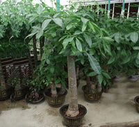Office Floor Plants, Office Plants Pachira aquatica, Money Tree “120-150mm Trunk Dia”