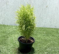 Kochia "summer cypress" 35-50 cm