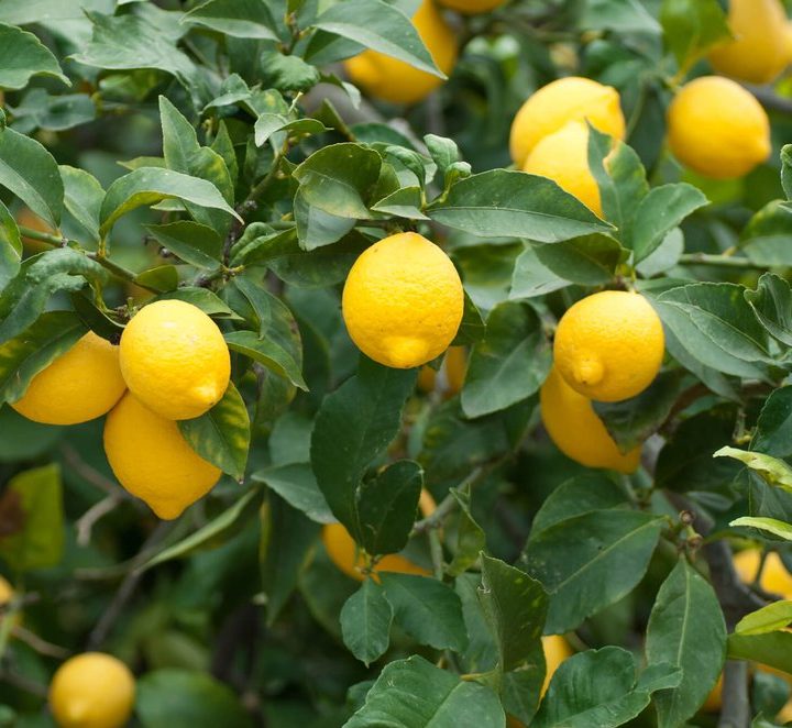 Citrus Lemon Spain "Lemon Tree" 1.0m-2.0m ليمون