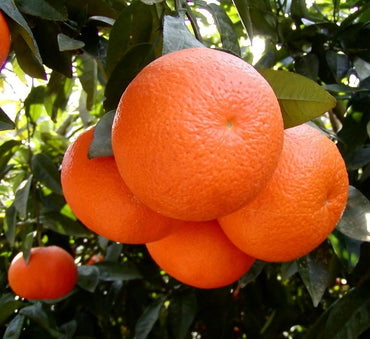 Mandarin Plant "Pakistan's Best Mandarin" 1.3-1.6 m