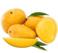 Mango Plant "Chaunsa" Pakistan's Delicious Small Mangoes 1.2-1.5m