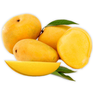 Mango Plant "Chaunsa" Pakistan's Delicious Small Mangoes 1.2-1.5m