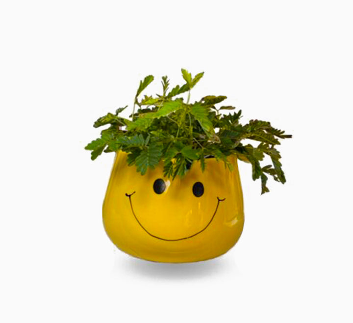 Mimosa pudica or Touch-me-not 10-15cm