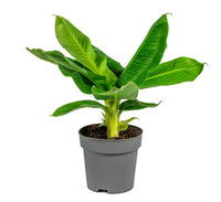 Musa tropicana, Dwart Indoor Banana Plant 25 – 30cm