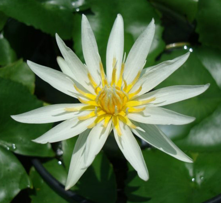 Nelumbo nucifera or Sacred Lotus