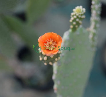 Opuntia ficus indica “Barbary or Indian Fig” 40-60cm
