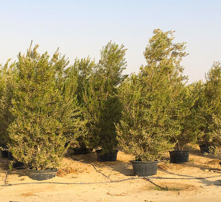 Olea europea or Olive Tree "Conical Shape" 2.5-3.0m
