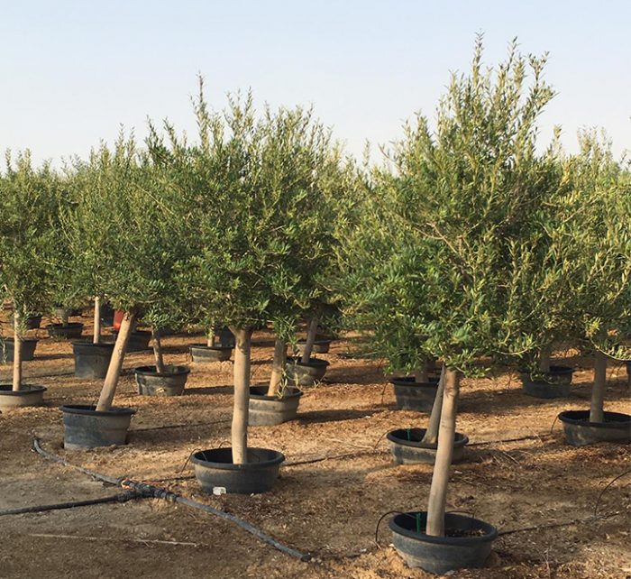 Olea europea or Mature Olive Tree 1.5-1.7m, 40-60mm Dia