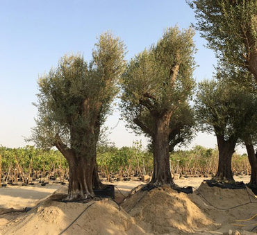 Olea europea or Specimen Olive Tree "4.0-5.0m" 600-900mm Trunk Dia