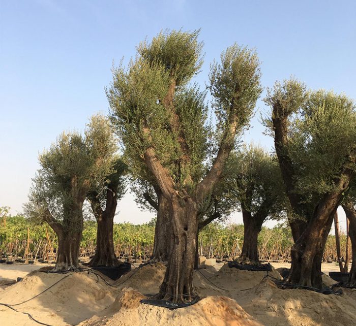 Olea europea or Specimen Olive Tree "4.0-5.0m" 600-900mm Trunk Dia