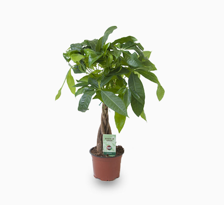 Pachira twisted trunk 30-40 cm