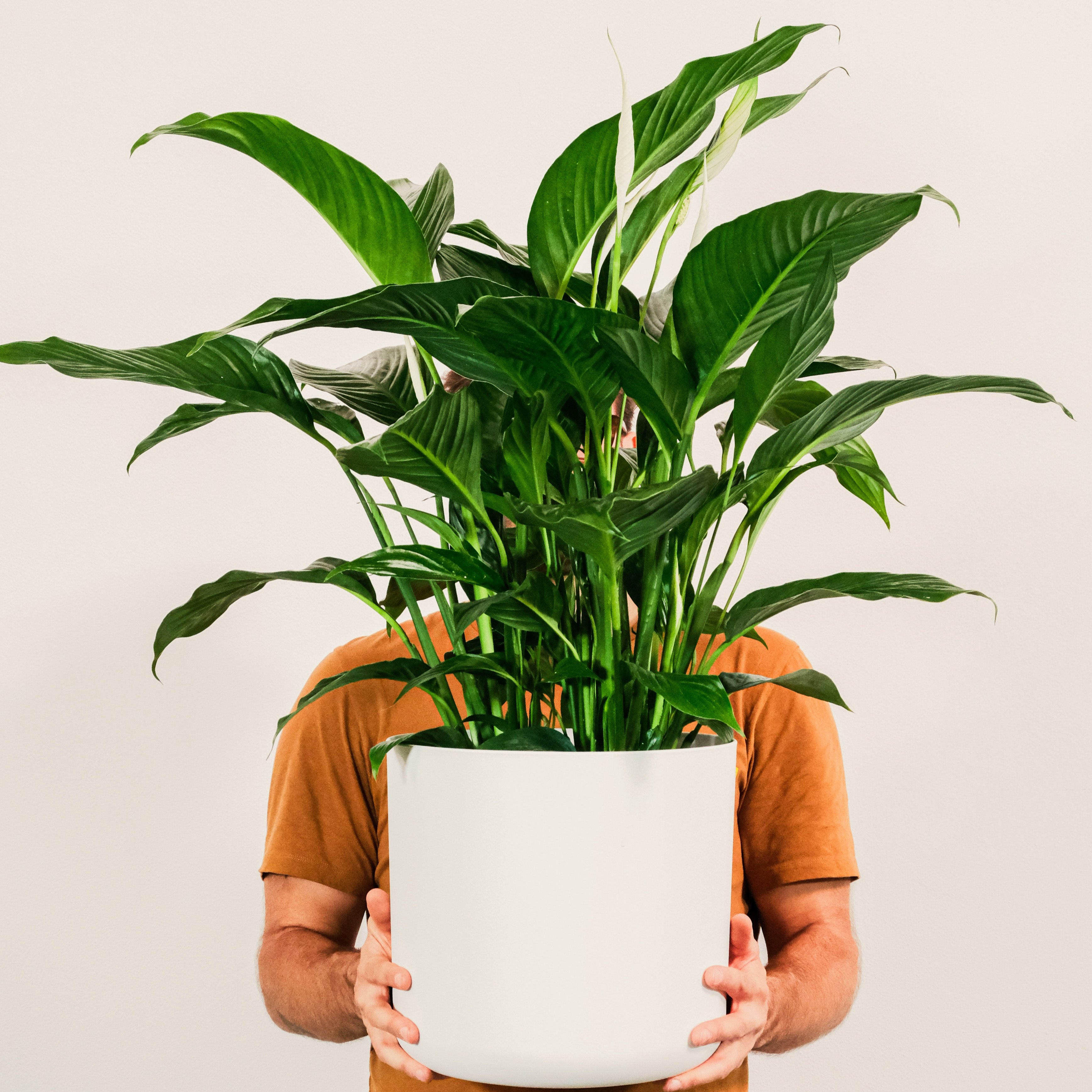 Person holding a large potted plant against a plain background