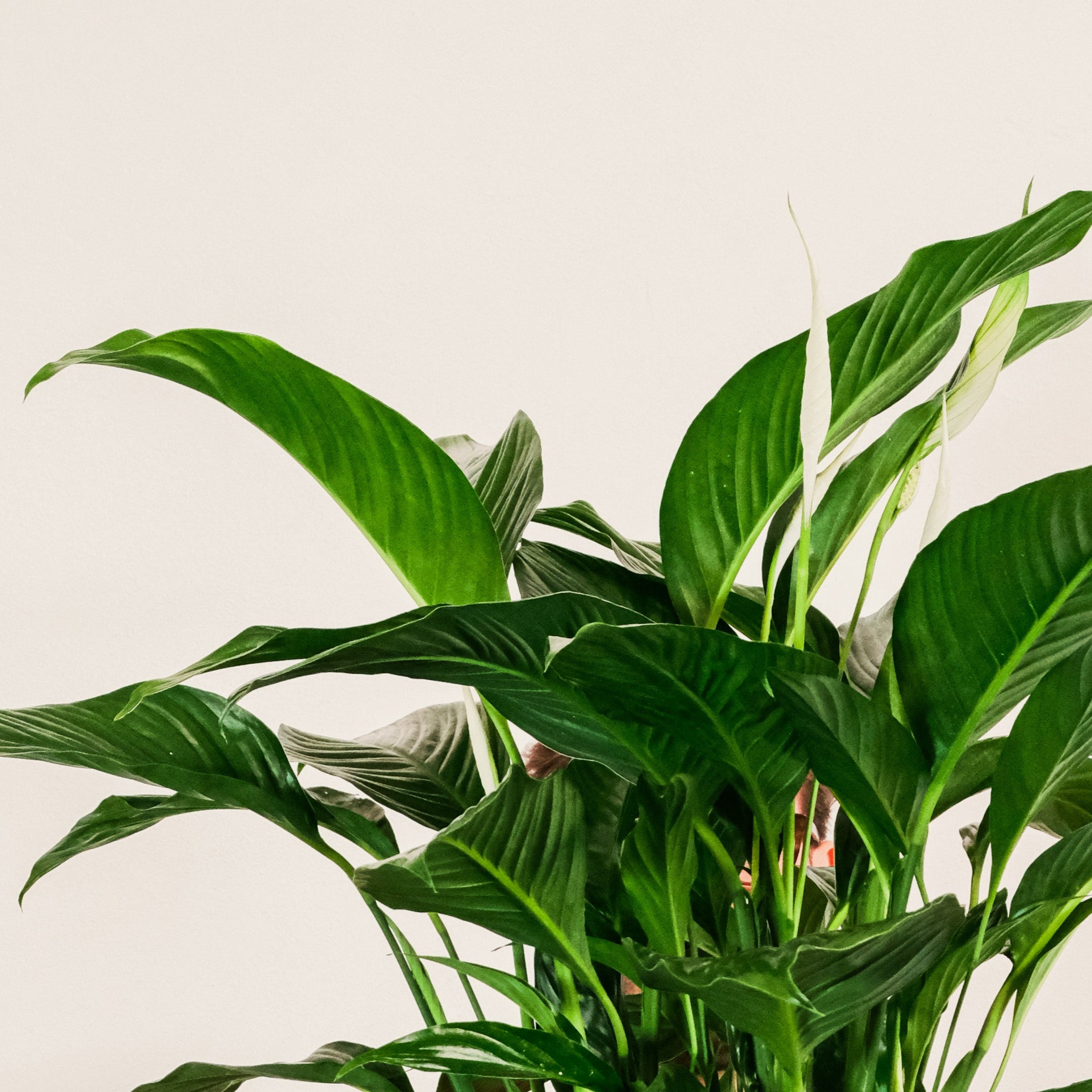 Person holding a large potted plant against a plain background