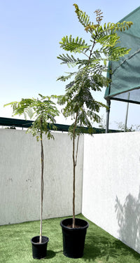Parkinsonia aculeata, Jerusalem thorn tree