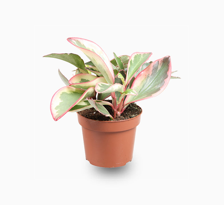 Peperomia Ginny or Tricolor Peperomia 10 – 15cm