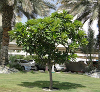 Plumeria obtusa "Frangipani or The Temple Tree"