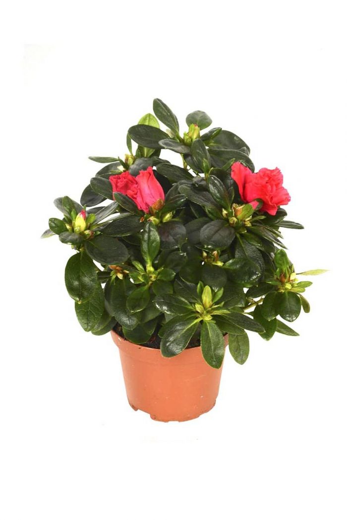 Rhododendron Simsii Indoor  Flowering Plant