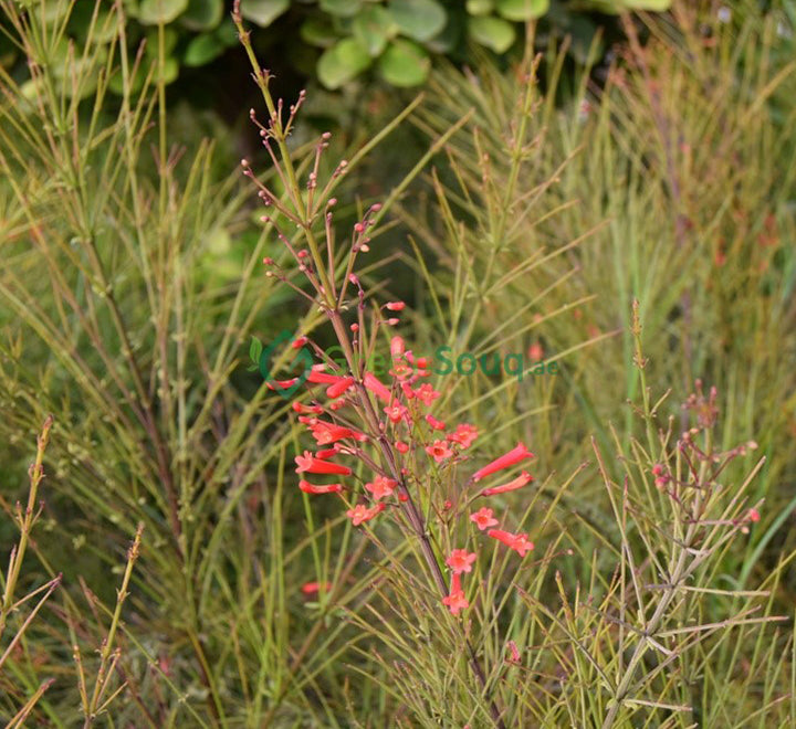 Russelia equisetiformis "Coral Plant, Firecracker Plant" 0.7-0.9m