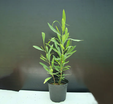 Dodonaea viscosa "Hopbush" 20-30cm
