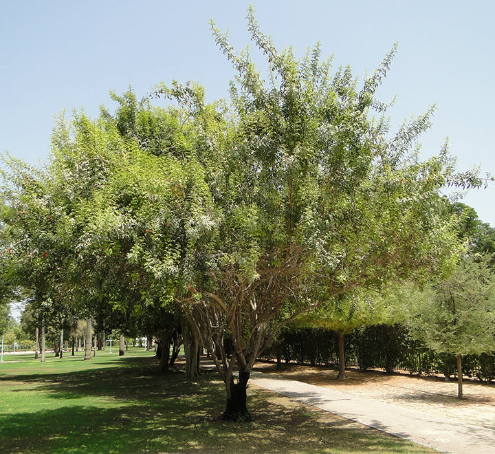Ghaf Tree "Prosopis cineraria" شجرة الغاف