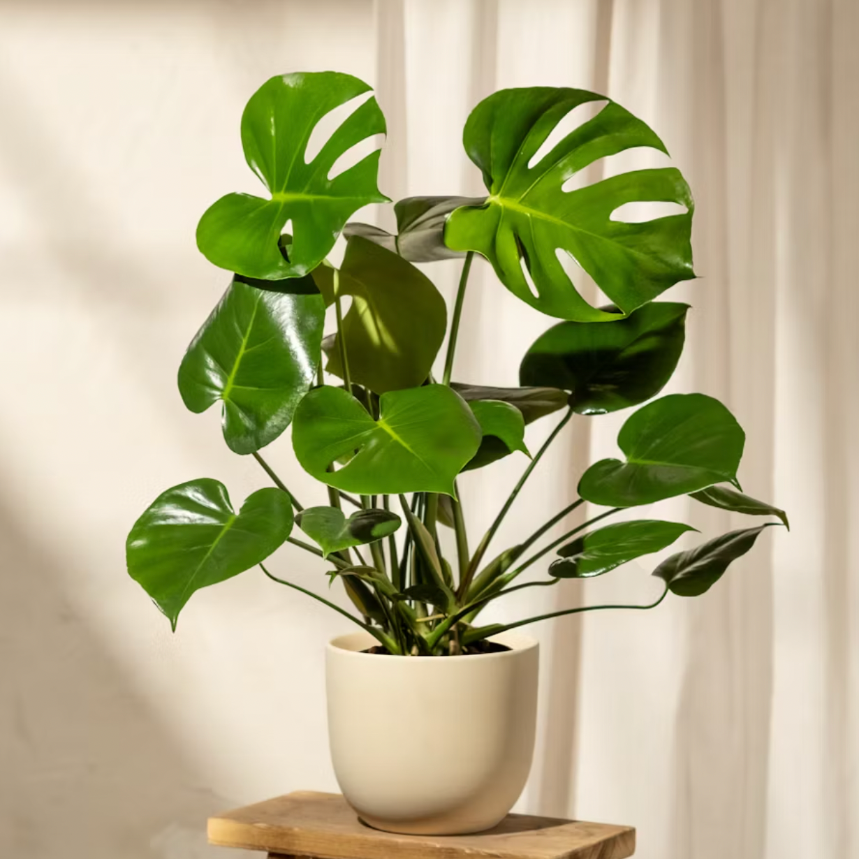 Potted plant on a wooden stool with a neutral background