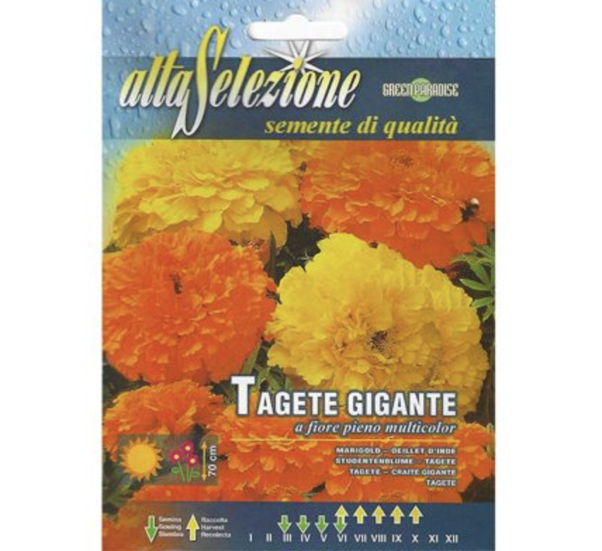 Marigold "Tagete Gigante a Fiore Pieno Multicolor" by Alta Selezione
